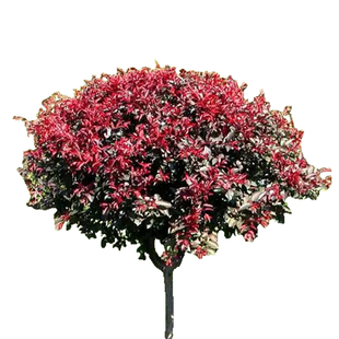 紫叶李树苗红叶李子树苗绿化风景树庭院地栽耐寒植物