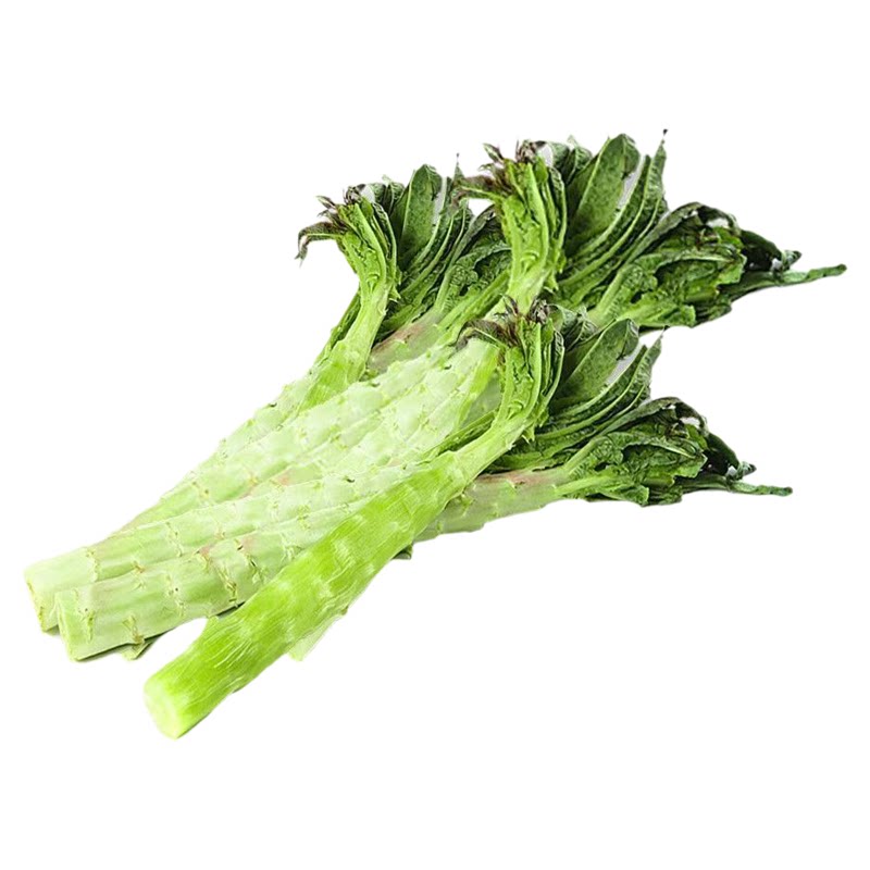 四季青皮莴笋苗红皮莴笋莴苣苗高产绿叶莴笋苗秋冬季各种秧苗耐寒