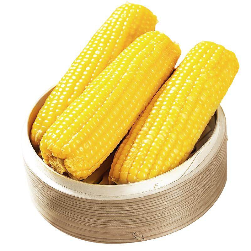 七稻町东北黄糯玉米甜糯玉米棒香甜新鲜玉米大棒代餐低脂整支真空