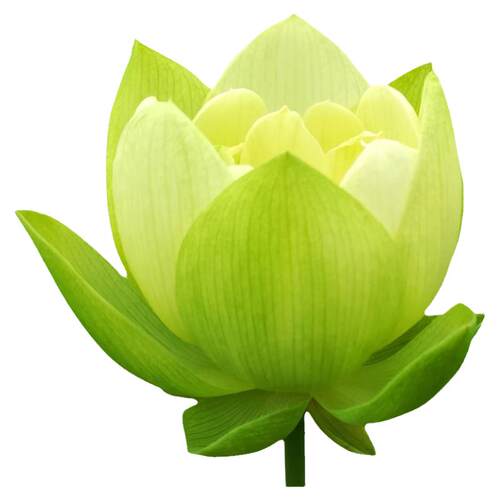 金陵凝翠大型碗莲种藕苗子盆栽荷花种苗阳台室内庭院鱼池睡莲四季