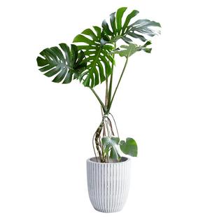 龟背竹老桩客厅大盆栽室内净化空气植物仙洞龟背懒人好养大叶绿植