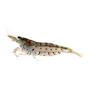 国产大河藻虾白须星点虾珍珠大和澡虾小型米草缸水族除藻利器活体