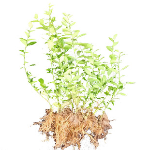 花叶小叶扶芳藤耐寒爬藤花卉攀缘植物卫矛四季常青可护坡绿植常绿