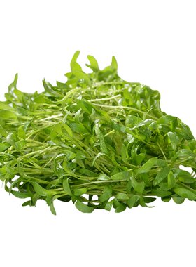 【蓝牌水培】新鲜香菜苗 蔬菜苗 芽苗菜酒店装饰摆盘25g 无土栽培