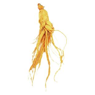 人参长白山新鲜人参泡酒专用人参泡酒药材套餐非野山参新保鲜人参