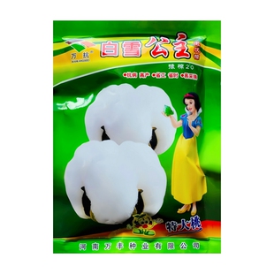 白雪公主棉花种子早熟高产千斤王大田种植抗病虫抗重茬棉花籽种籽