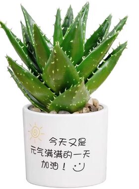 芦荟盆栽净化空气|超3000次加购