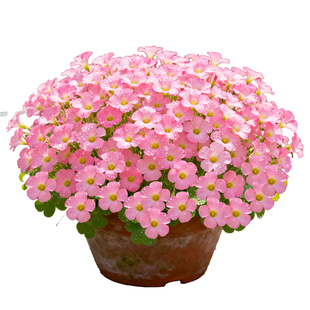 【见花不见叶】酢浆草盆栽苗花量大易爆盆阳台庭院多年生花卉植物