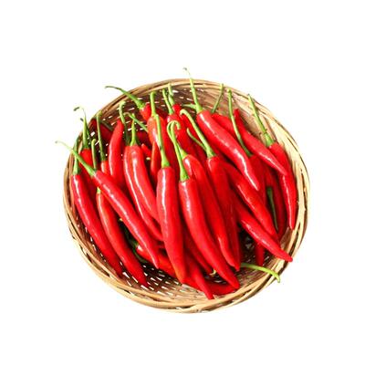 四季易种朝天椒辣味浓厚高产高收