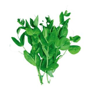 豌豆苗种孑豌豆种籽芽苗菜种子种籽豌豆尖种的碗豆种专吃批发苗种