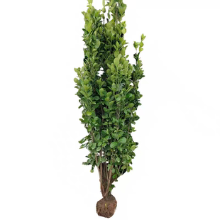 丛生北海道大叶黄杨树苗绿篱冬青工程绿化四季常青不落叶庭院围墙