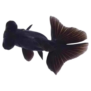 黑龙晴金鱼蝶尾金鱼鸿运当头大眼鱼黑金鱼好养耐活小型冷水观赏鱼