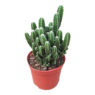 万重山盆栽珊瑚棒光棍树盆栽仙人掌多肉盆栽植物办公室超大阳台