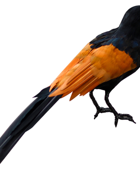 仿真羽毛红毛鸡模型假媒摄影道具