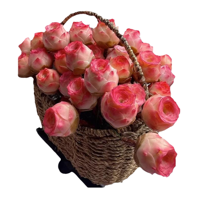 正品山地玫瑰白玉鸡蛋玫瑰大颗