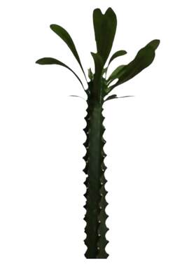 霸王鞭植物盆栽绿植刺金刚杵
