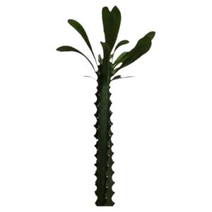 霸王鞭植物 仙人柱量天尺刺金刚杵稀有仙人掌类大型植物龙骨盆栽