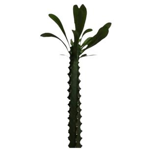 霸王鞭植物 仙人柱量天尺刺金刚杵稀有仙人掌类大型植物龙骨盆栽