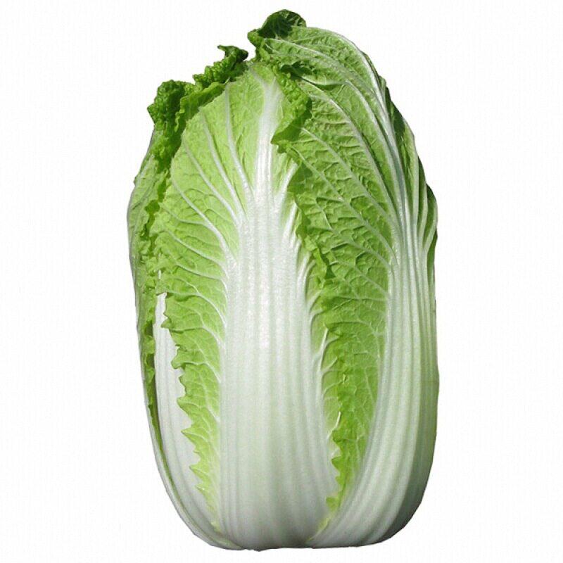 黄心大白菜苗秧蔬菜一年四季青菜种子田地高产穴盘苗根系发达山东