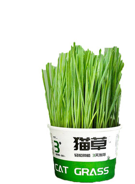 【七天内超万人加购】猫草片