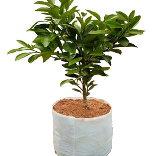 廉江红橙苗 红江橙苗 红心橙子苗 红橙嫁接树苗盆栽地栽都能结果