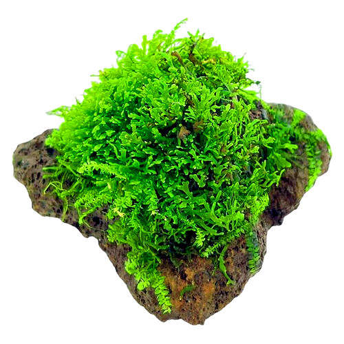 散装三角莫斯垂泪怪蕨阴性草懒人造景虾窝躲避屋水草绑线沉木定值