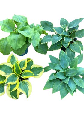 玉簪花庭院耐阴彩色地被植