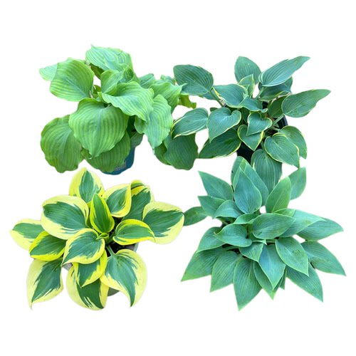 玉簪花庭院耐阴彩色地被植物金边青叶草本多年生宿根观叶耐寒花卉