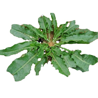 野菠菜新鲜现挖现发500g包邮