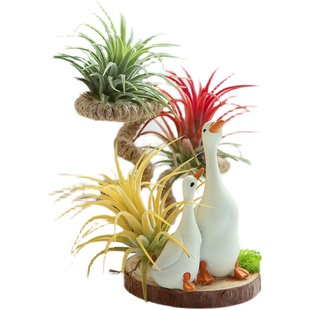 空气凤梨植物 红黄绿精灵大白鹅木片组合套装绿植盆栽花草礼品