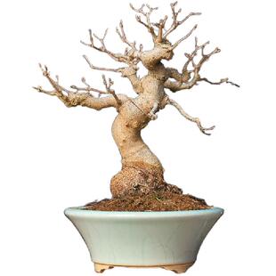 原生唐枫矮霸年功老桩三角枫观叶植物枫树红枫杂木落叶小品盆栽