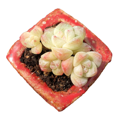 多头冰玉白底飘枝果冻色趣味盆栽