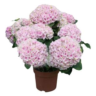 绣球花苗大花无尽夏绣球花盆栽带花卉室内庭院木绣球鲜花老桩植物