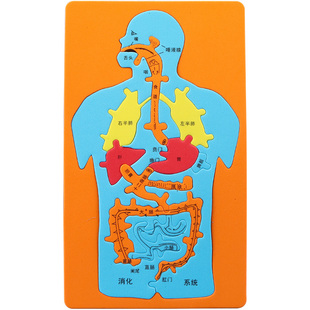 科学实验教具 小学生幼儿园DIY手工材料stem教具科技人体消化系统