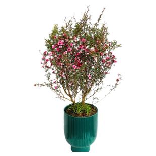 松红梅盆栽成品带花苞耐寒耐热植物多年生木本植物阳台庭院花园花