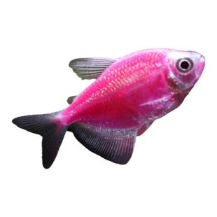 鱼官儿新手鱼荧光天使鱼淡水热带观赏鱼好养易活彩裙翡翠老虎天使