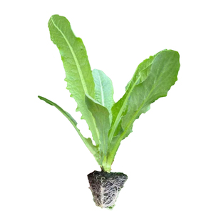 青莴苣苗高产耐寒青皮莴苣苗四季尖叶蔬菜苗秧阳台盆栽青莴苣苗秧