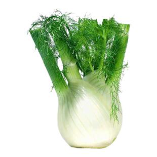 结球茴香苗秧种子四季盆栽阳台春秋球茎大田割茬茴香种籽食用蔬菜