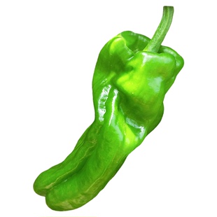 马卡龙小皱皮辣椒种子春季夏四季薄皮螺丝椒种籽苗蔬菜种孑禾之元