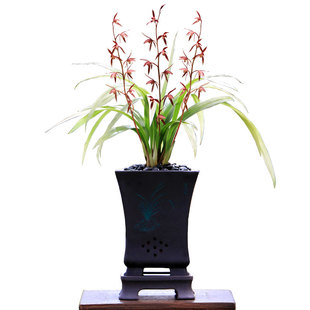 翁源高端墨兰花苗老种秋榜色花四季建兰大花粉色台北小姐带花浓香