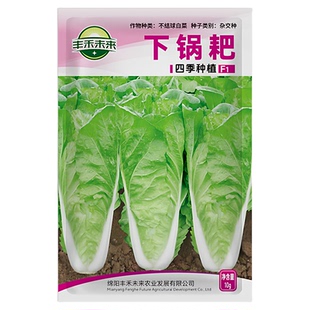 下锅耙四季奶油快菜种子速生快菜小白菜青菜种籽阳台蔬菜种子大全