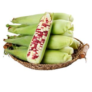 新鲜花糯玉米10斤现摘当季整箱甜玉米棒子苞谷粒水果玉米蔬菜现摘