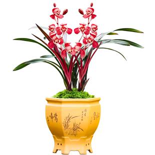 德芳兰业兰花建兰红草红荷基地直发室内阳台浓香型精品花卉绿植