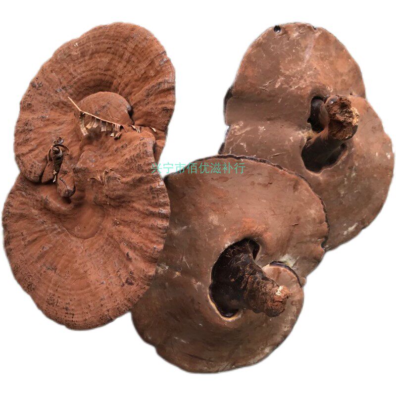 仿野生紫灵芝灵芝孢子粉整朵包邮