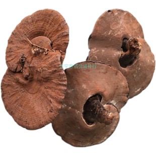 紫灵芝仿野生梅州深山采摘短柄灵芝孢子粉不苦整枝500克约3朵包邮