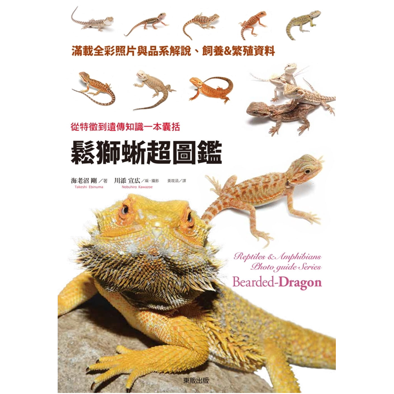 松狮蜥超图鉴台湾东贩