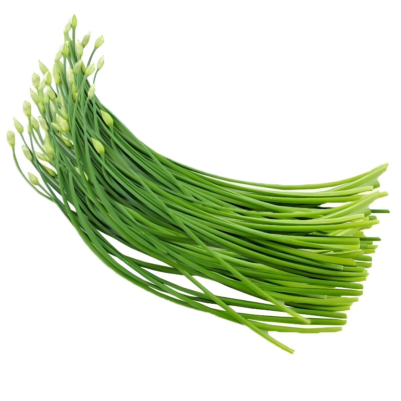 四季苔韭种子高产韭菜苔