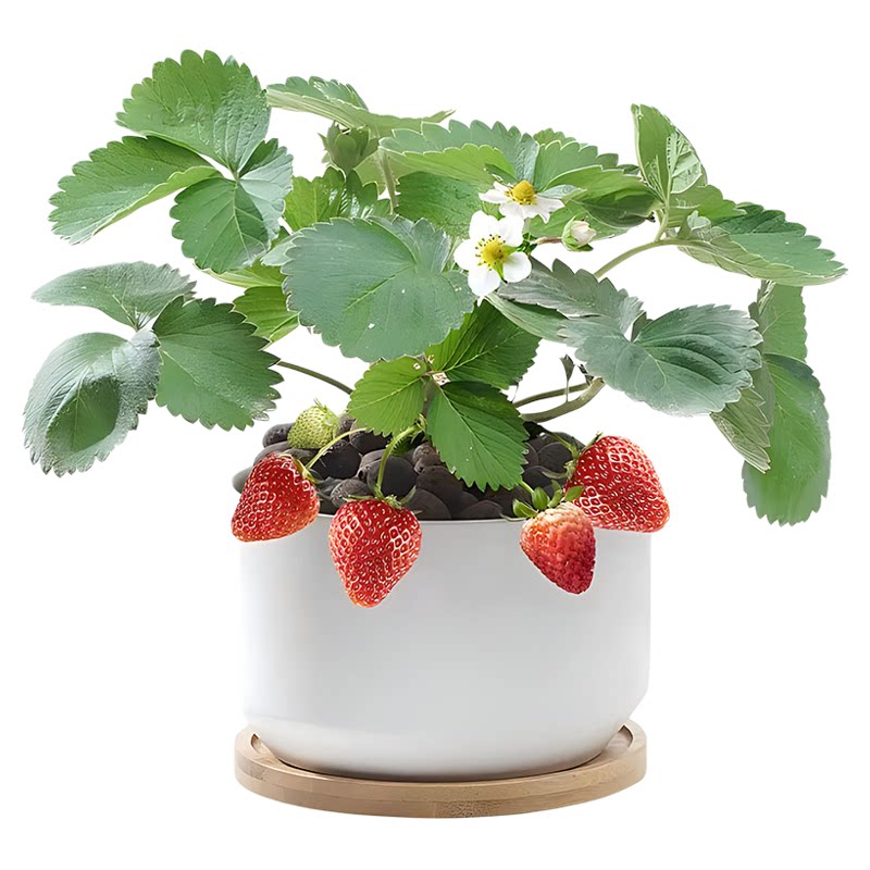 四季奶油草莓苗带土穴盘苗当年结果新鲜草莓秧苗阳台种植结果天使