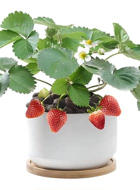 四季奶油草莓苗带土当年果阳台