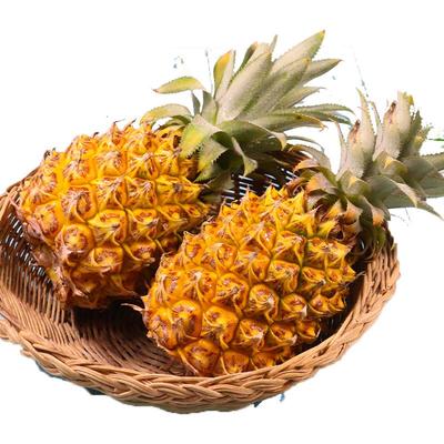 【海南金钻大凤梨9斤】力荐!